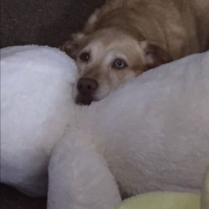 Meet your Posher, Lexi